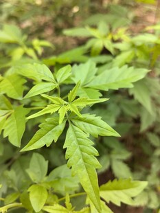 嫩绿植物叶片特写