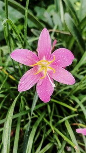 娇艳粉色风雨兰绽放
