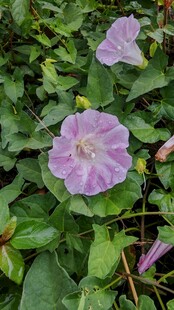 紫色牵牛花绽放绿叶间