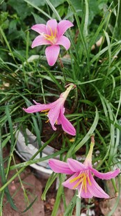 粉色娇艳风雨兰绽放