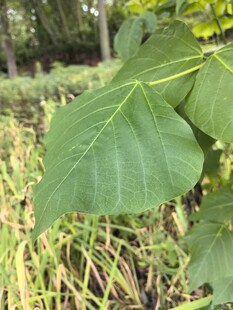 大叶片植物特写