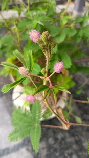 含羞草