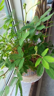 含羞草