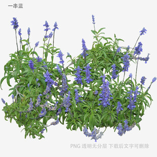 紫色鼠尾草植物3D模型