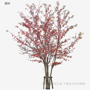 红果装饰树模型