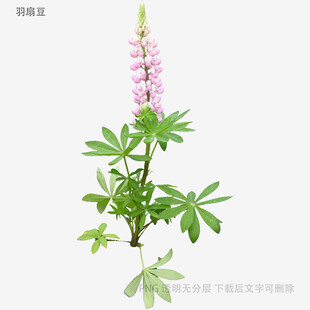 羽扇豆花特写