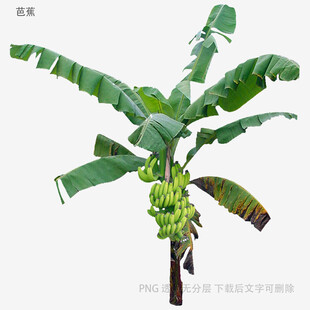 香蕉树与未成熟香蕉