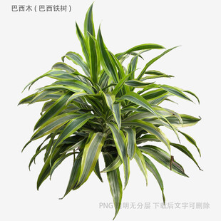 植物