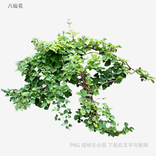植物