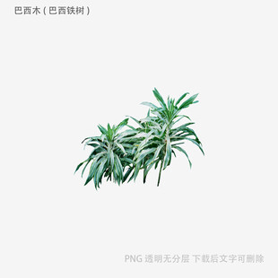 清新翠绿竹叶插画