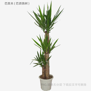 室内绿植龙血树盆栽