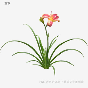 粉色鸢尾花植物插画