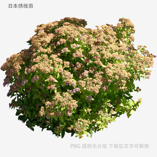 景天科植物3D模型