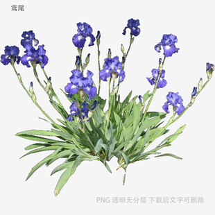 紫色鸢尾花植物特写