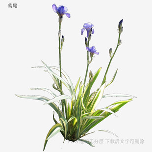 紫色鸢尾花植物特写