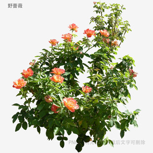 盛开的橙色花朵绿植