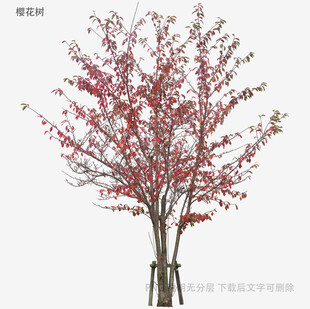 红果装饰树模型