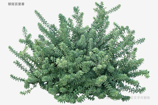 翠绿丛生的针叶植物