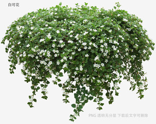 垂吊绿植满天星盆栽