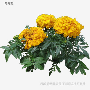鲜艳黄色万寿菊绽放