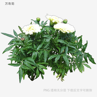 白色花朵绿植盆栽