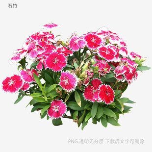 粉色长春花盆栽