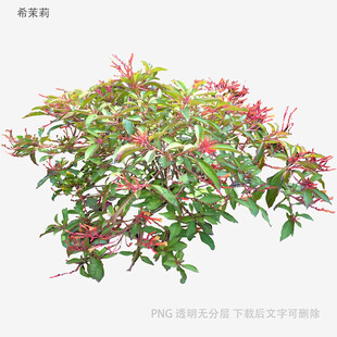 多彩花叶植物3D模型