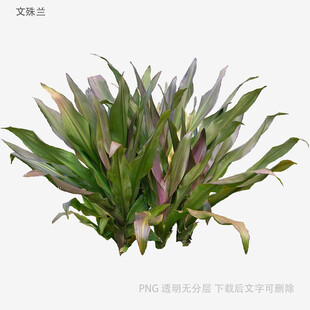 紫边绿叶植物盆栽