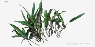 翠绿兰草植物特写