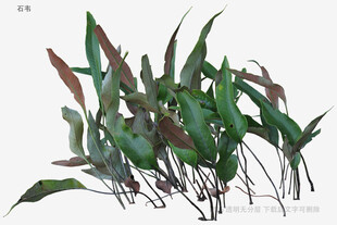 翠绿竹叶植物特写