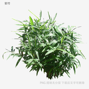 翠绿竹叶植物特写