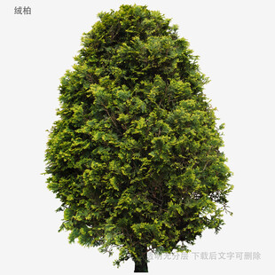 锥形绿树