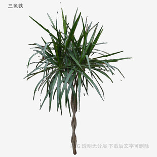龙血树植物3D模型展示