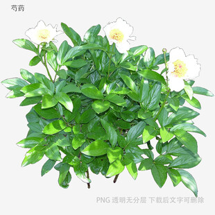 绿叶白花植物盆栽
