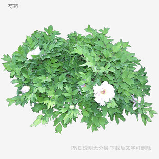 绿叶白花植物盆栽