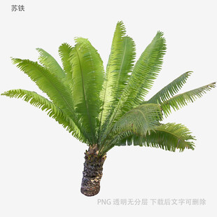 单株铁树植物特写