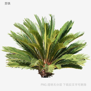 铁树植物特写