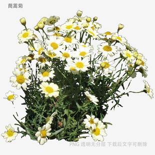 清新洋甘菊绽放