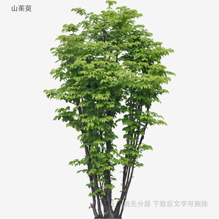 双干绿树植物素材图