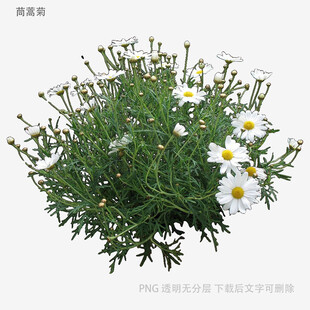 清新小白菊植物特写
