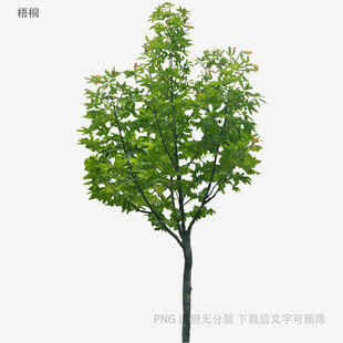 单棵绿树植物素材图