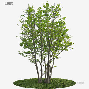 三棵绿树模型