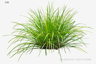 翠绿丛生草本植物