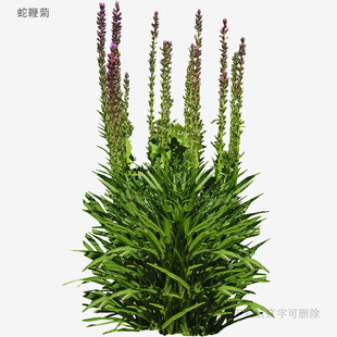 穗花狐尾藻植物特写