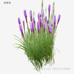 紫色狐尾草植物特写