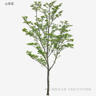 单棵绿树植物素材图