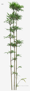 挺拔秀丽的竹子植物