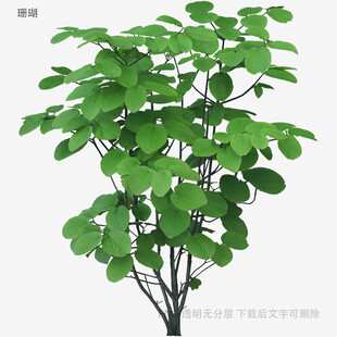 绿叶繁茂的植物模型