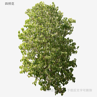 单棵绿树高清素材图