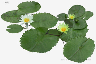水生白花萍蓬草植物图